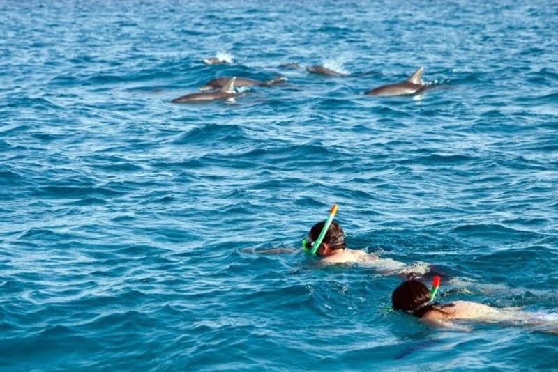 Swimming with dolphins in Zanzibar