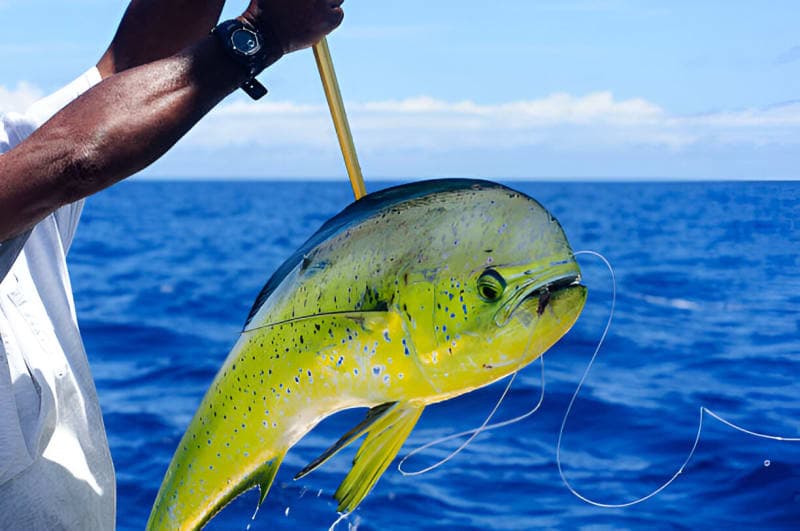Zanzibar game fishing deep sea sport fishing