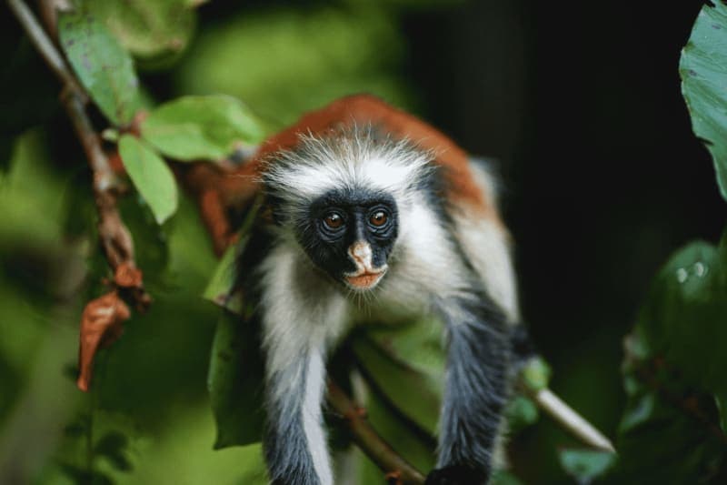 Jozani forest Zanzibar red colobus monkeys